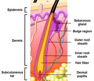 keratin structure hair