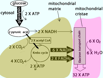 inputs and outputs of cellular respiration