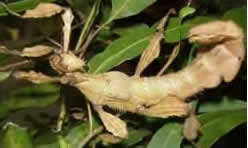 Some stick insects look like menacing scorpions.