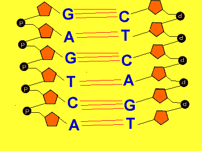 The DNA structure showing the specific bonding of the four bases