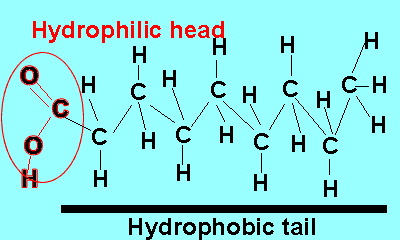 A surfactant molecule showing the hydrophobic tails and the hydrophilic head.