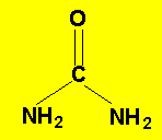Urea molecule is the form in which nitrogen from aminoacids is removed from the body