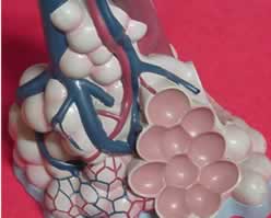 An alveolus. All tiny tracheoles end up as alveoli. This is where oxygen  and carbon dioxide exchange occurs
