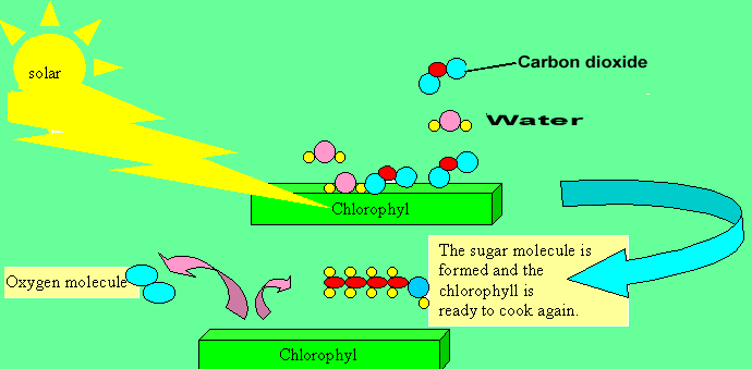 The process of photosynthesis. Click to see the animation of the process.