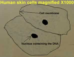 Human skin cells are flat and have a thin cell membrane. They also contain a nucleus with the DNA material necessary to conduct DNA finger printing.