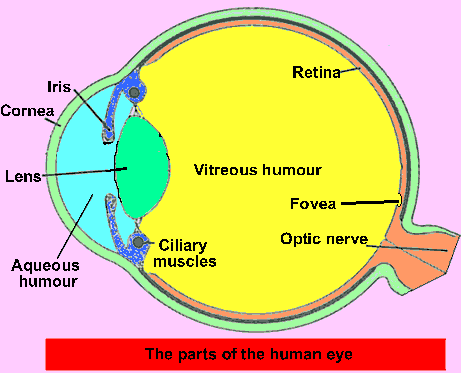The eye. Place the cursor over the lens to see how the lens functions.