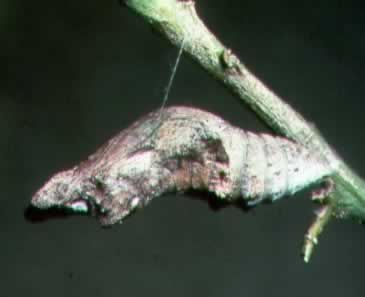 The crysalis camouflaged as a dry leaf or part of a branch.