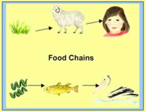 All food chains start with a plant 